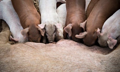 My visit to the slaughterhouse: crossing the line between life and meat |  Live Better | The Guardian
