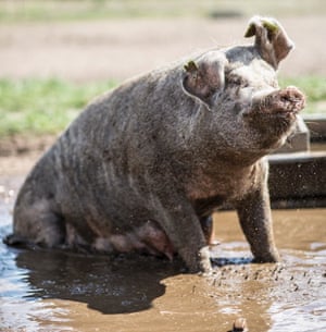 pig wallowing in mud Dingley Dell farm Suffolk