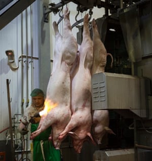 Blasting the pig skin in the slaughterhouse