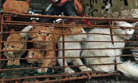 Accusations Of Massacre At Cairo S Elite Club As Hundreds Of Stray Cats Killed Egypt The Guardian Accusations Of Massacre At Cairo S Elite Club As Hundreds Of Stray Cats Killed Egypt The Guardian