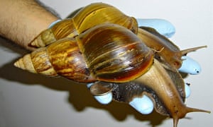 hundreds of giant african