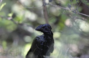 20 Photos: A bird covered in spilled oil on the banks of the San Juan river, Cadereyta