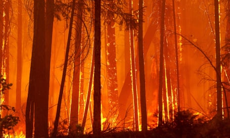 Trees burn as flames move towards the City of Berkeley's Toulumne Family Camp near Groveland, California in August 2013. Global warming creates conditions that intensify wildfires and the costs of fighting them.