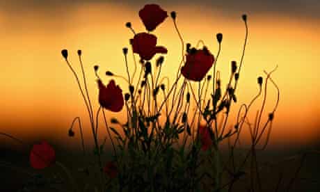 Poppies grow in a field in Passchendaele, Belgium, as dawn breaks on the first world war centenary