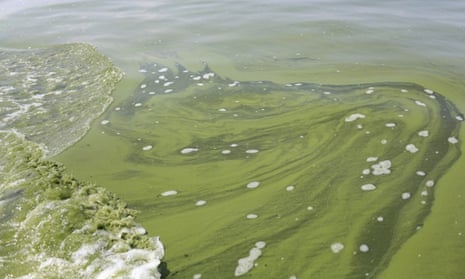 Algae near a Toledo water intake crib in Lake Erie.