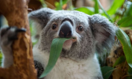 A female koala eats eucalyptus leaves in a zoo.