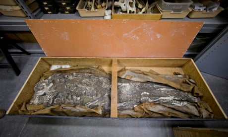 Penn Museum skeleton
