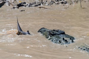 Crocodile shark struggle
