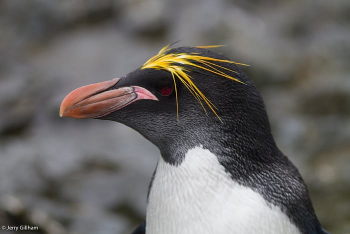 Wildlife On South Georgia S Bird Island In Pictures Environment The Guardian Wildlife On South Georgia S Bird Island In Pictures Environment The Guardian