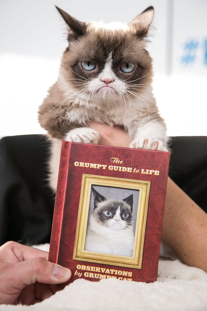 Grumpy Cat S New Grumpy Book In Pictures World News The Guardian