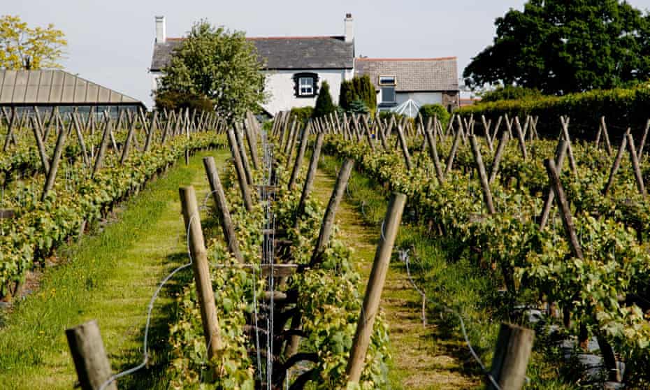 Llanerch Vineyard, Pendoylan ValeVineyardGrapesGrowGrowingWineProduceVineyardFoodFood