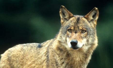 Incredible journey: one wolf's migration across Europe | Science | The Guardian