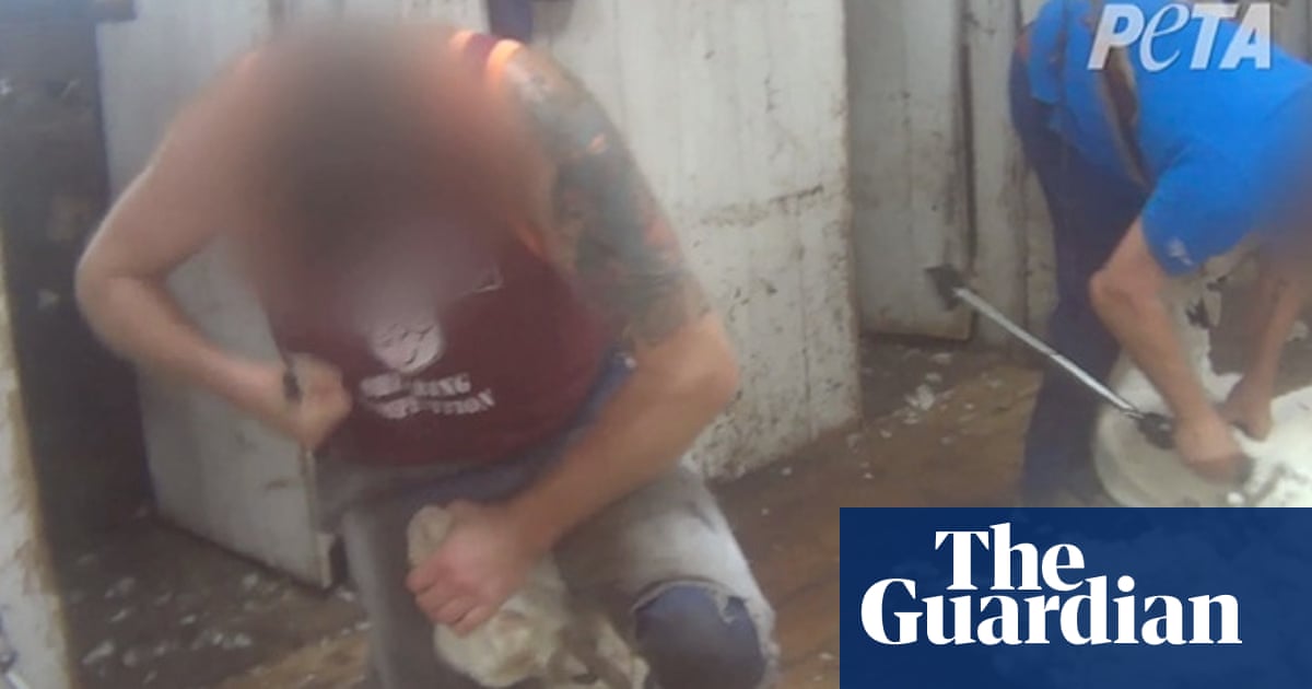 Sheep beaten with a hammer, punched and thrown around by shearers - video |  World news | The Guardian