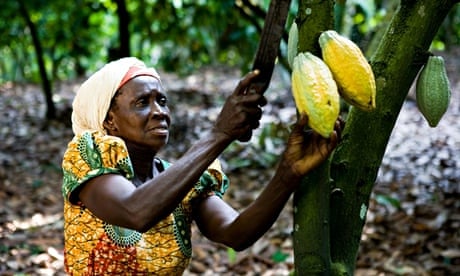 A cocoa farmer in Amankwaatia, Ghana