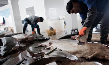 Fins are removed as sharks are processed in Puqi town, Yueqing city of Zhejiang Province, China.
