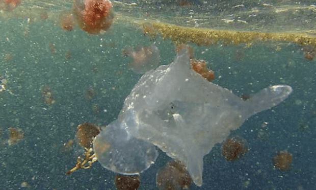 An example of the Keesingia gigas jellyfish