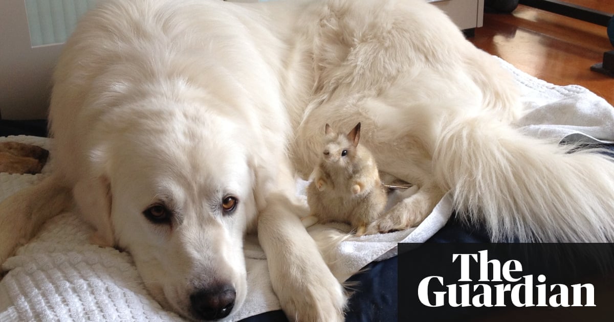 Maremma Dogs Trained As Bandicoot Bodyguards In Pictures