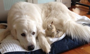 Cooper the Maremma with a toy bandicoot