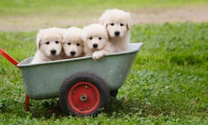 Maremma dogs in wheelbarrow