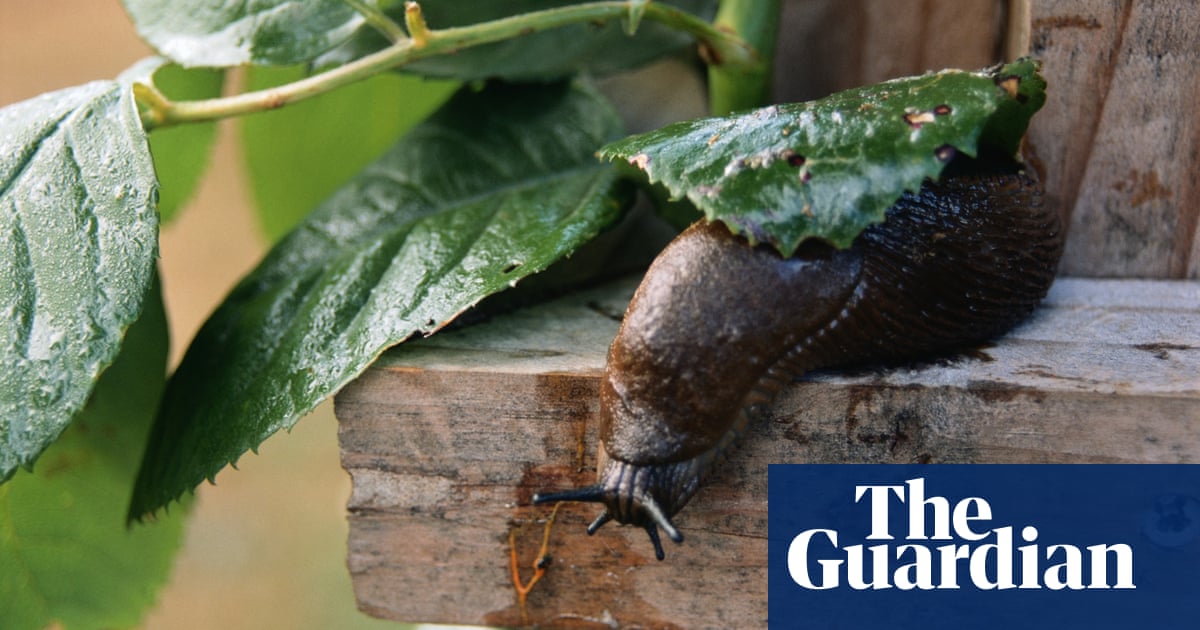 Five Steps For Gardeners To Take Control Of Slugs The Natural Way