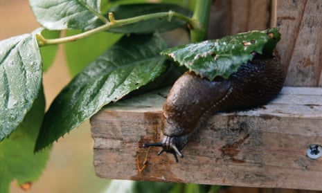 Live Better: Natural slug control