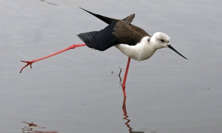 A black-winged stilt, usually found in the Med, now in Sussex, Kent and Suffolk.