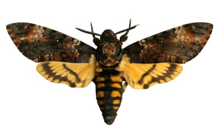 Will the death’s-head hawkmoth be next to arrive in Britain?