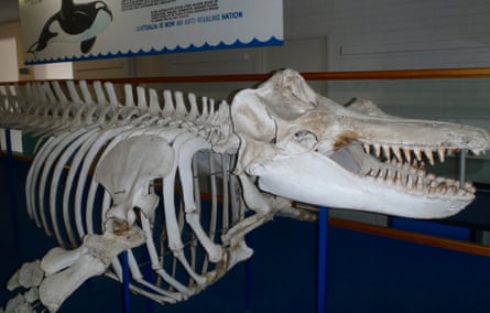 Old Tom killer whale skeleton, Eden