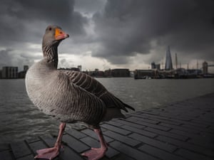 Urban Wildlife winner Lee Acaster “The Tourist”, Greylag Goose, London, England.
