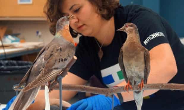 2014 is the 100th anniversary of the passenger pigeon’s extinction, when the last individual, named Martha (right), died at Cincinnati Zoo