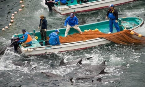 The selection process of dolphins, during the annual dolphin hunt in Taiji, Japan, 20 January 2014.