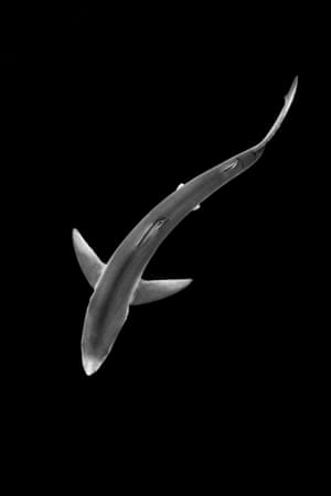 British Nature in Black and White category, a Blue Shark taken in Cornwall by Alexander Mustard