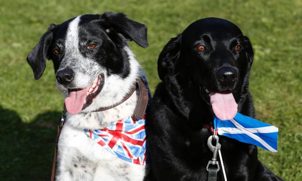 Dogs wearing a union flag and a Scottish Saltire at the Birnam Highland Games in Scotland.