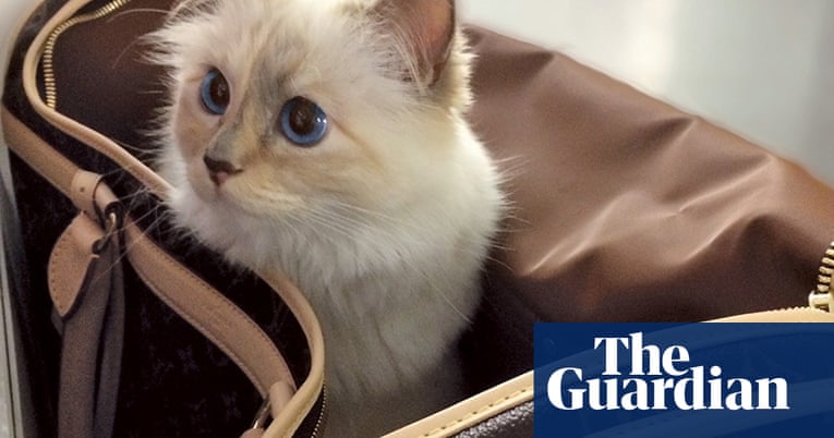 Choupette: the private life of a very public cat – in pictures