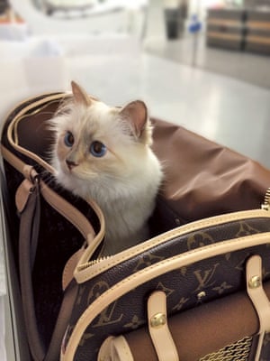 Choupette: the private life of a very public cat – in pictures, Fashion
