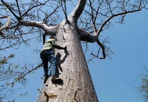 Baobab in Malawi