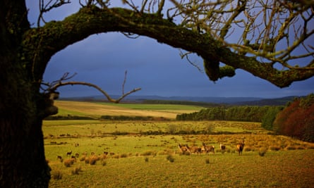 Red deer grazing at Jedforest Deer Farm in the Scottish Borders.