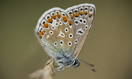 An Adonis Blue Butterfly rests in the long grass 