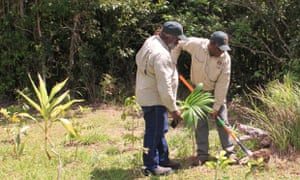 Girringun rangers plant native species as part of the revegetation program run by the Girringun Aboriginal Corporation in Cardwell, Queensland