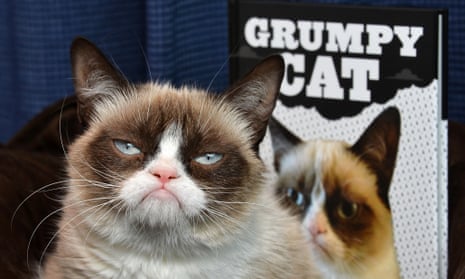 The internet just turned 25 and these are the best animal GIFs it's given us in that time