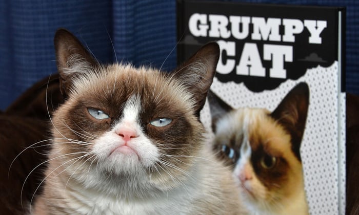 Grumpy Cat Meme One Direction