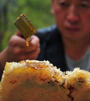 A beekeeper checks honey on September 06, 2014 in Shennongjia, China.