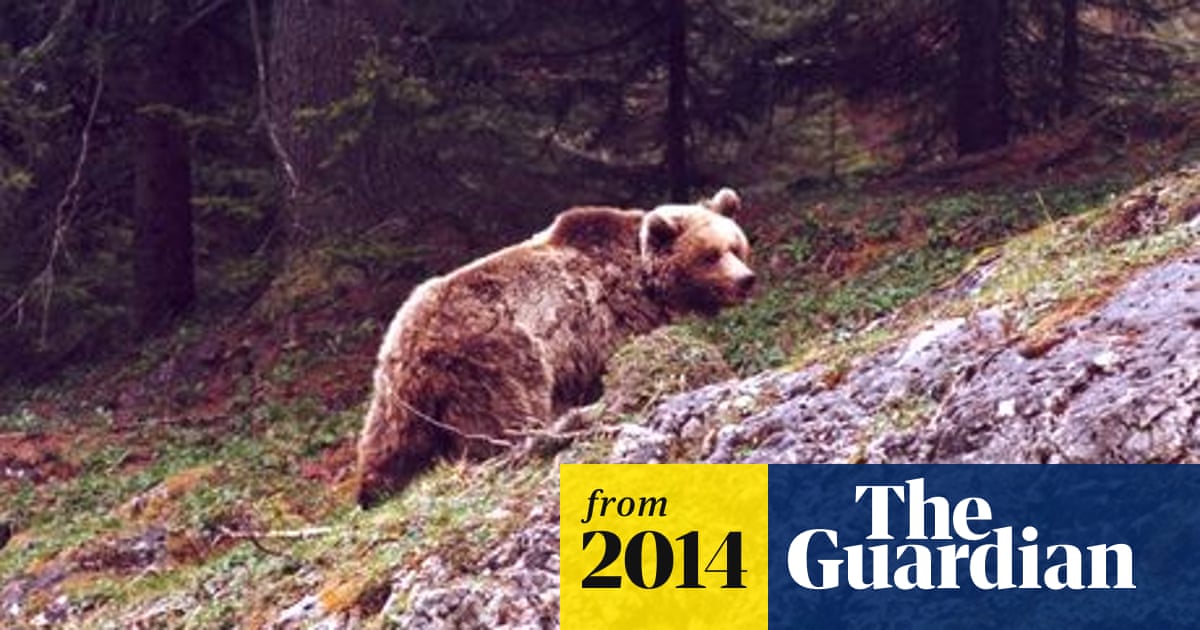 Wild bear Daniza dies after attempt to capture her fails in Italy | Animals  | The Guardian