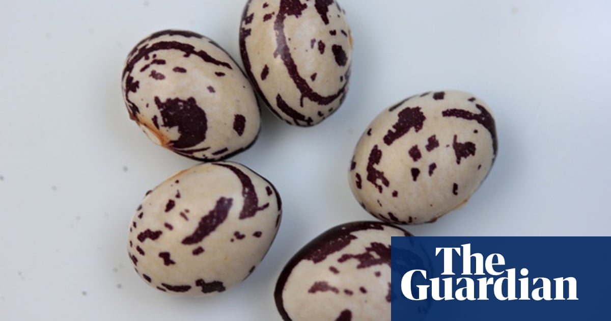 Why We Should Revive The Art Of Saving Seeds Live Better The Guardian Why We Should Revive The Art Of Saving Seeds Live Better The Guardian