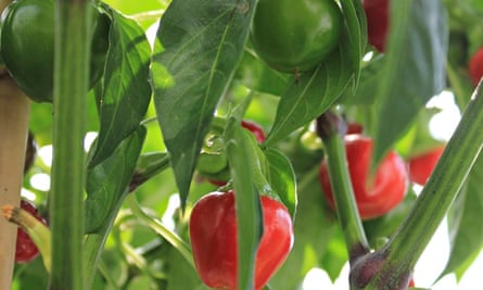 Chillies are among self-pollinating plants that make it easy to save seeds 