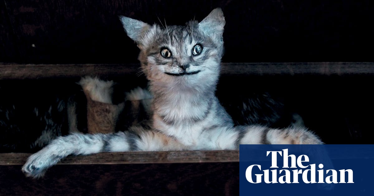 The world's worst stuffed animals – in pictures | Life and style | The