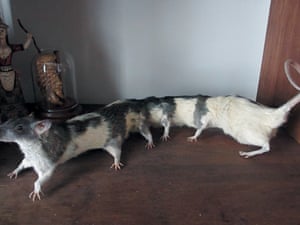 The world s worst stuffed animals in pictures Life and style