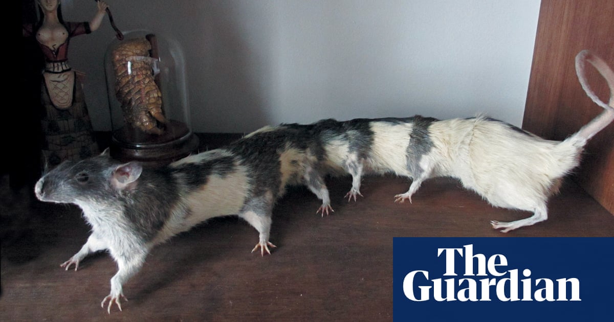 The world's worst stuffed animals – in pictures | Life and style | The  Guardian
