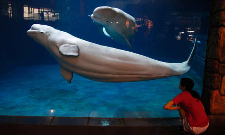 Marine park attractions: can they survive? - A55e8837 049c 4105 A3c8 6f2255f0D153 2060x1236 Marine park attractions: can they survive? - A55e8837 049c 4105 A3c8 6f2255f0D153 2060x1236