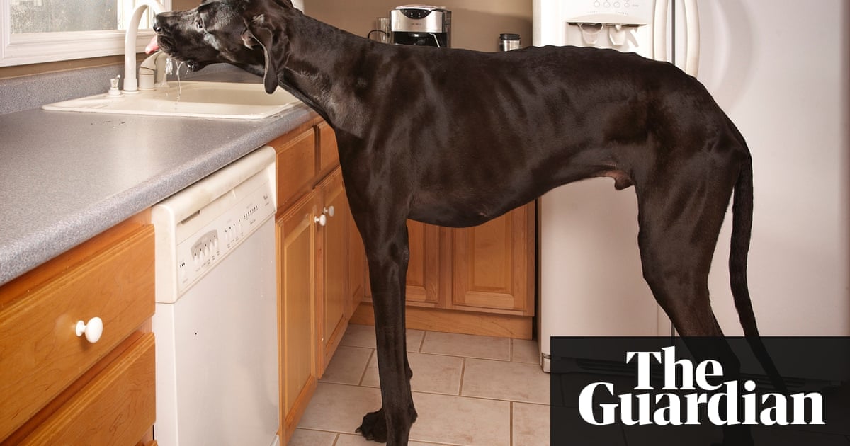 World's tallest dog Zeus - in pictures | Life and style | The Guardian